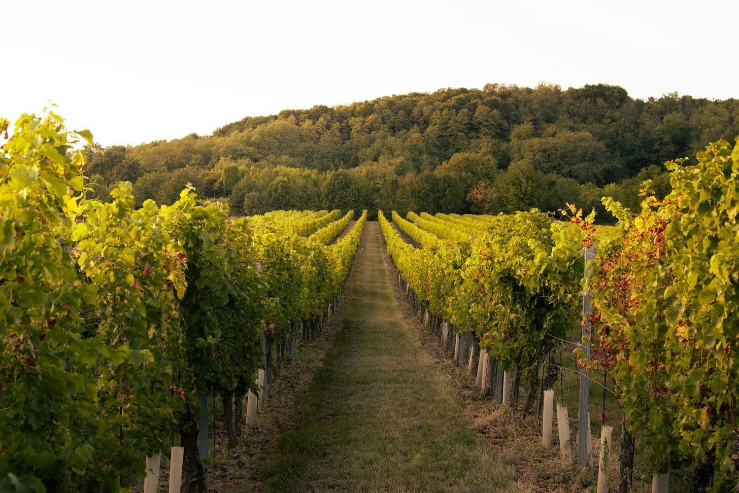 Why Most Niagara Wineries Fail to Sell
